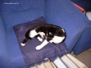 Katze auf Sessel 14