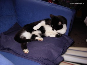 Katze auf Sessel 15