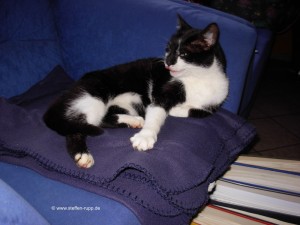 Katze auf Sessel 3
