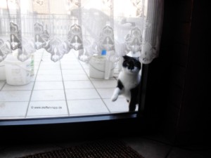 Katze an Balkontür 12