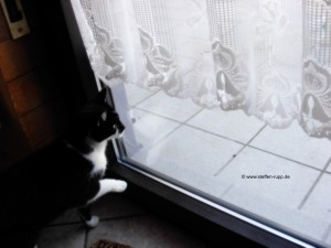 Katze an Balkontür 13