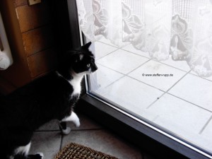 Katze an Balkontür 14