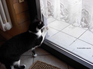 Katze an Balkontür 15