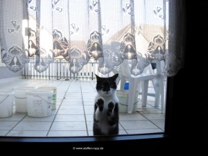 Katze an Balkontür 4