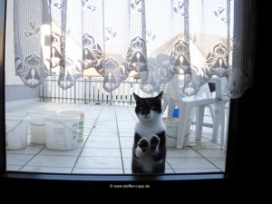 Katze an Balkontür 5