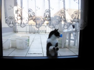 Katze an Balkontür 7