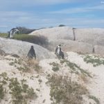 Boulders Beach Pinguine 2