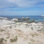 Boulders Beach Pinguine 3