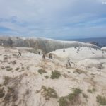 Boulders Beach Pinguine 4