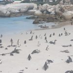 Boulders Beach Pinguine 6