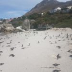 Boulders Beach Pinguine 8
