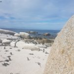 Boulders Beach Pinguine 9