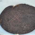 Kompostwürmer 3