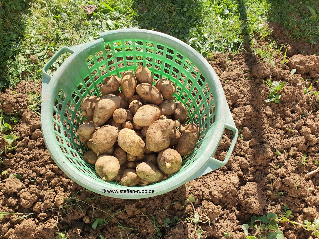 Ein Korb mit Kartoffeln